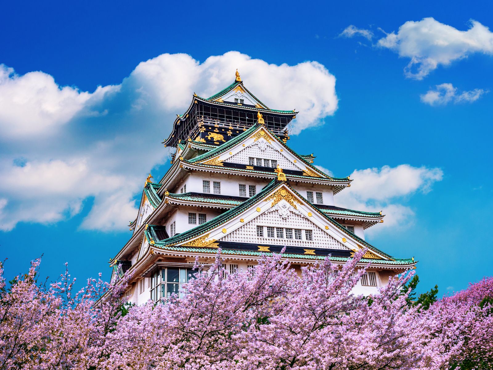 Rondreis Japan, Osaka - Temple and cherryblossom