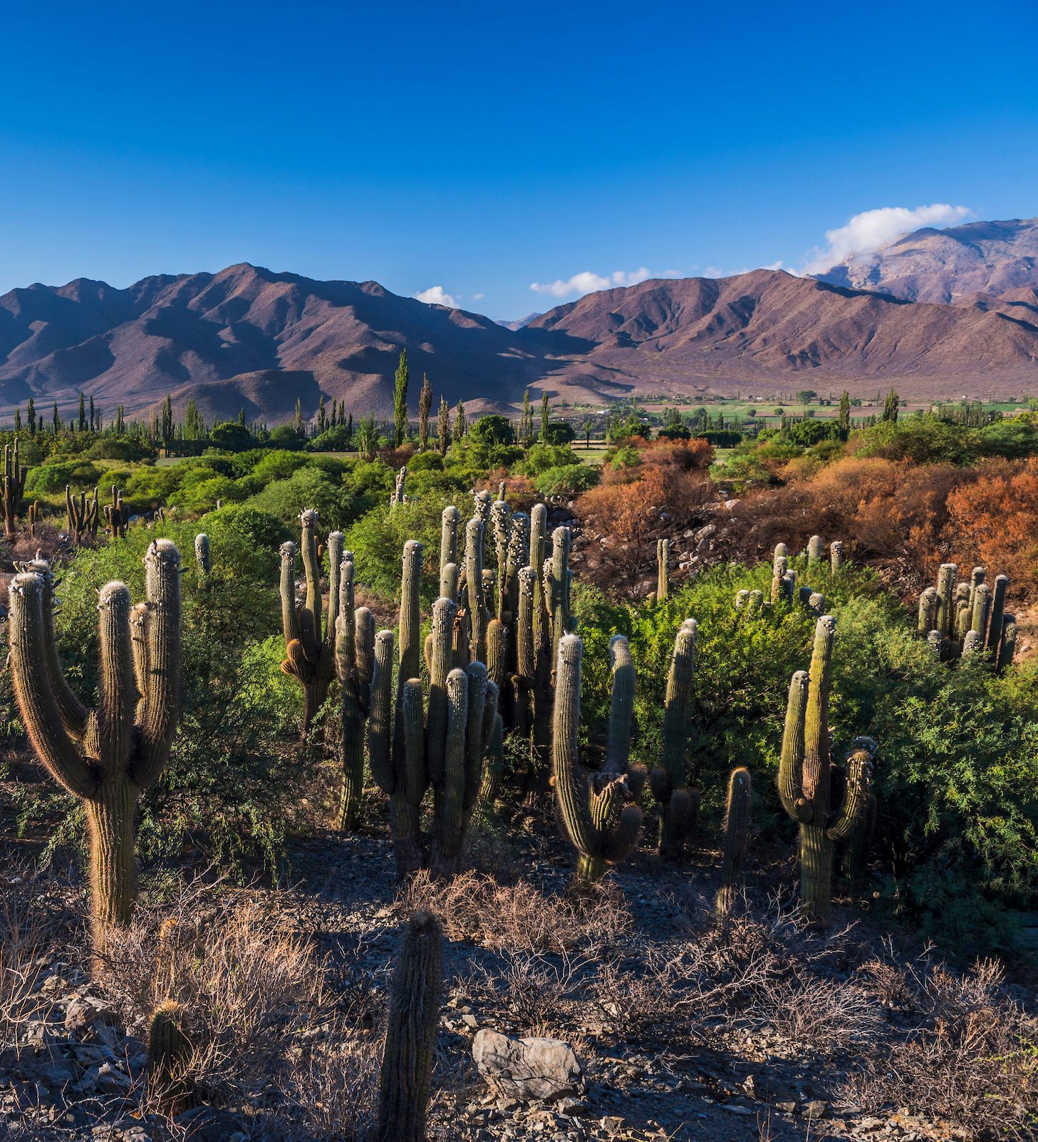 rondreis Argentinië, Cachi cactus vallei rondreis Argentinië, Cachi cactus vallei