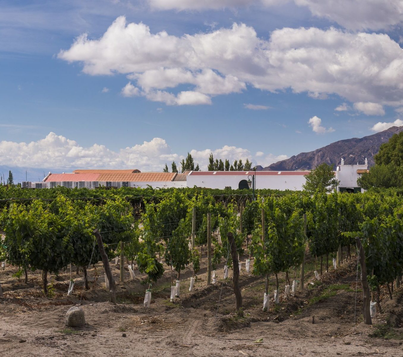 rondreis Argentinië, Cafayate, wijngaard met huis