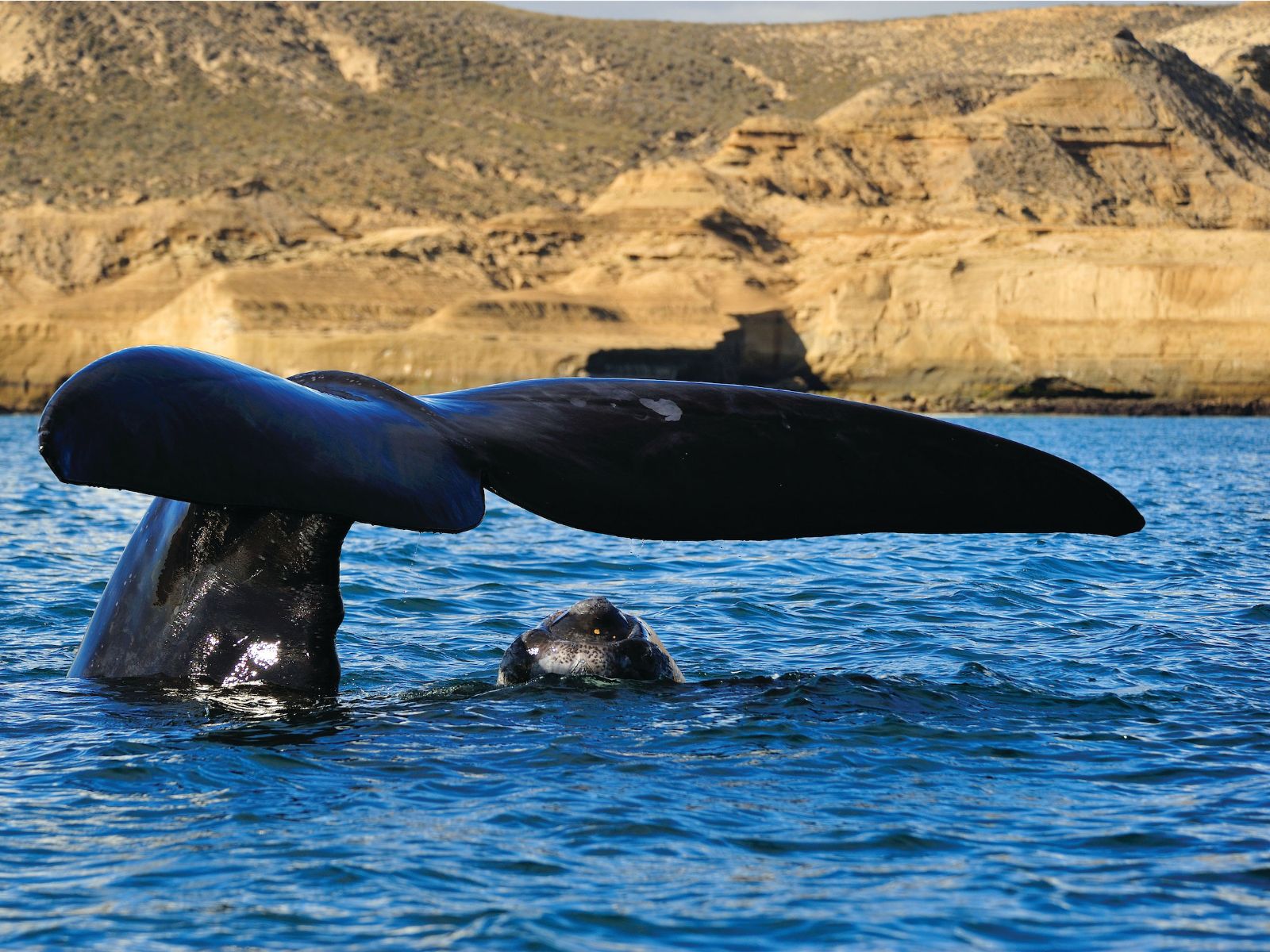 rondreis Argentinië, Schiereiland Valdes, walvis