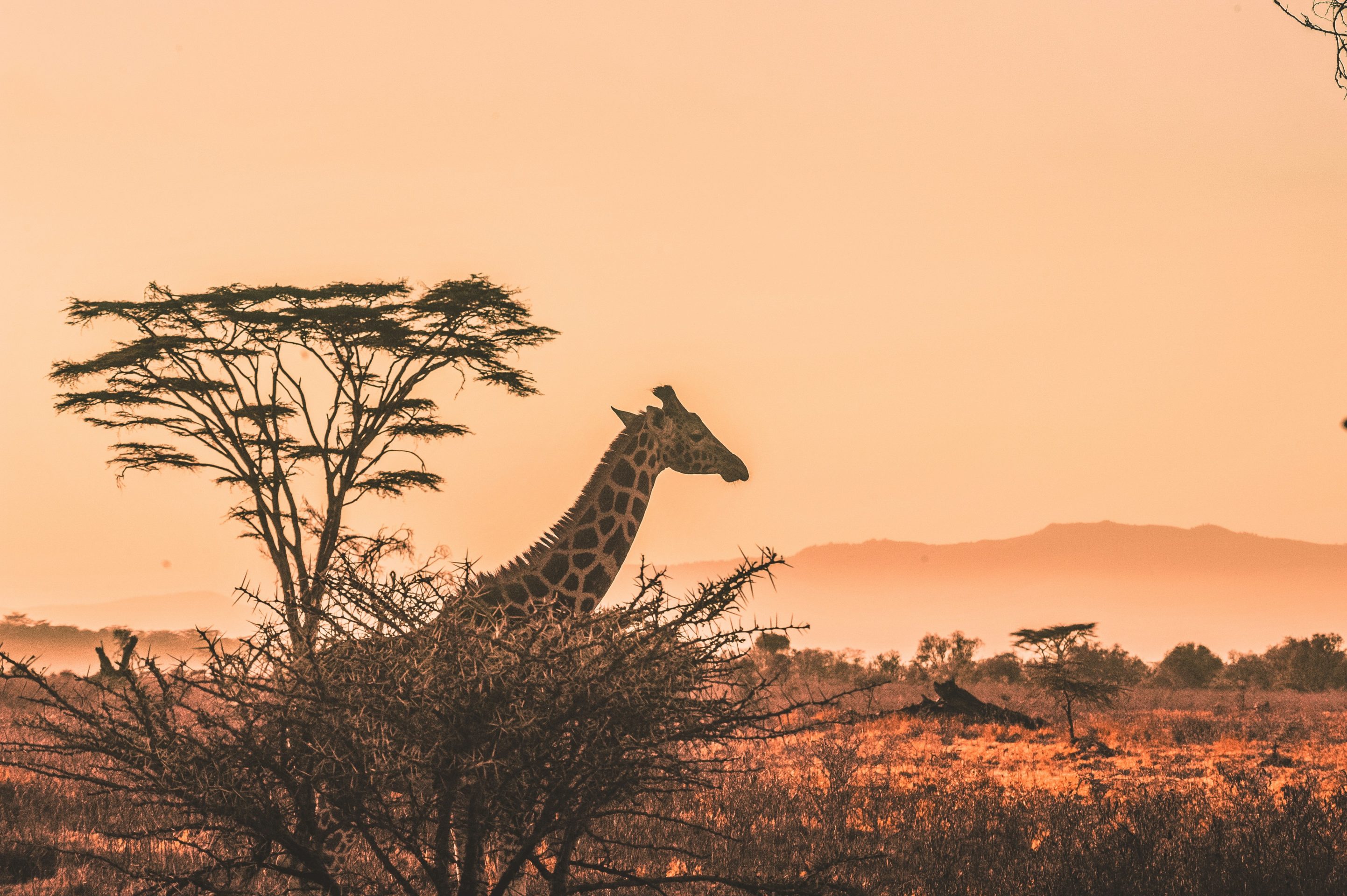 Rondreis Kenia, Serengeti National Park, giraffe