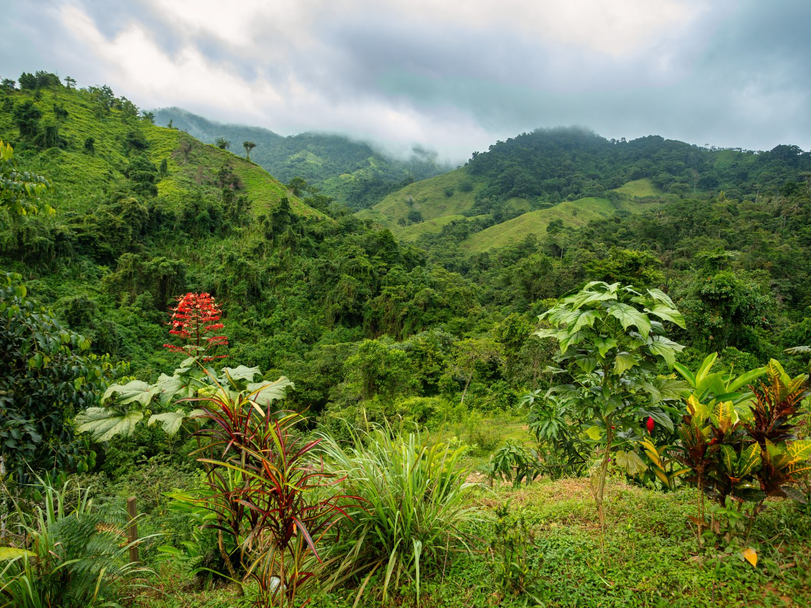 Rondreis Colombia, Ciudad Perdida, jungle