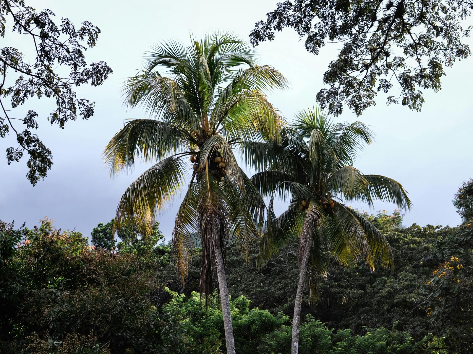 Rondreis Cuba, Soroa, regenwoud