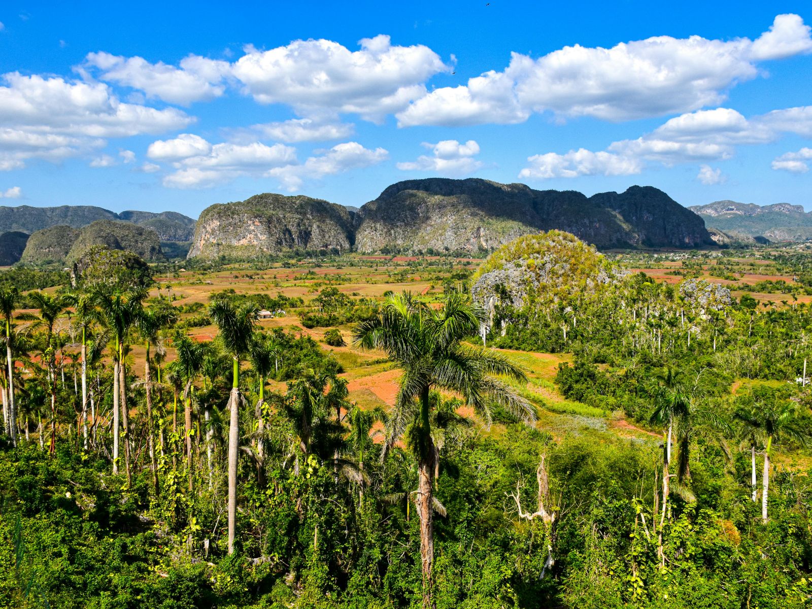 Rondreis Cuba, Viñales Vallei bomen linkerzijde