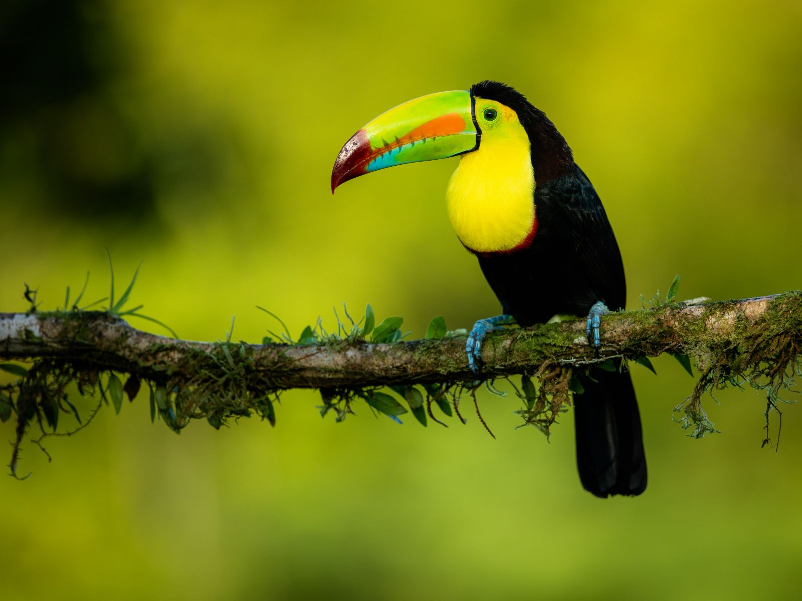 Rondreis Costa Rica, Tucan