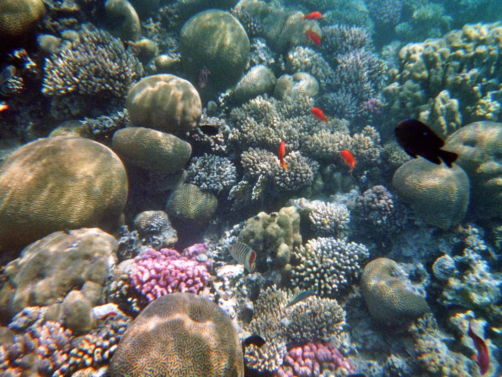 Rondreis Jordanië, Aqaba, onderwater koraal