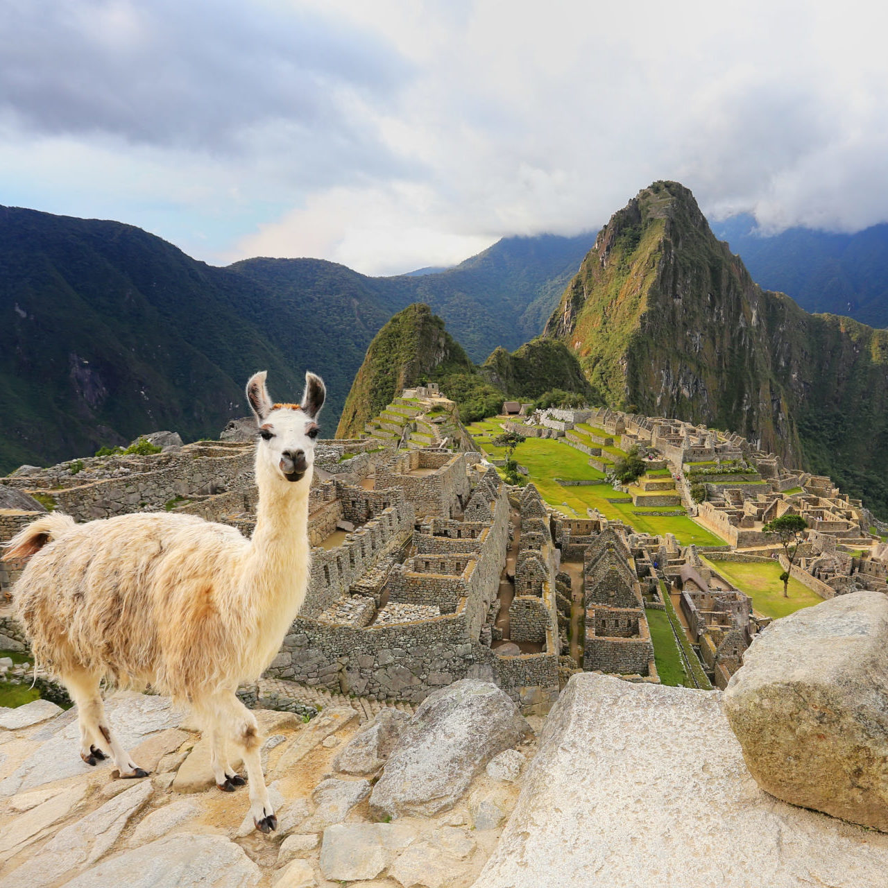 Rondreis Peru Machu Picchu Lama