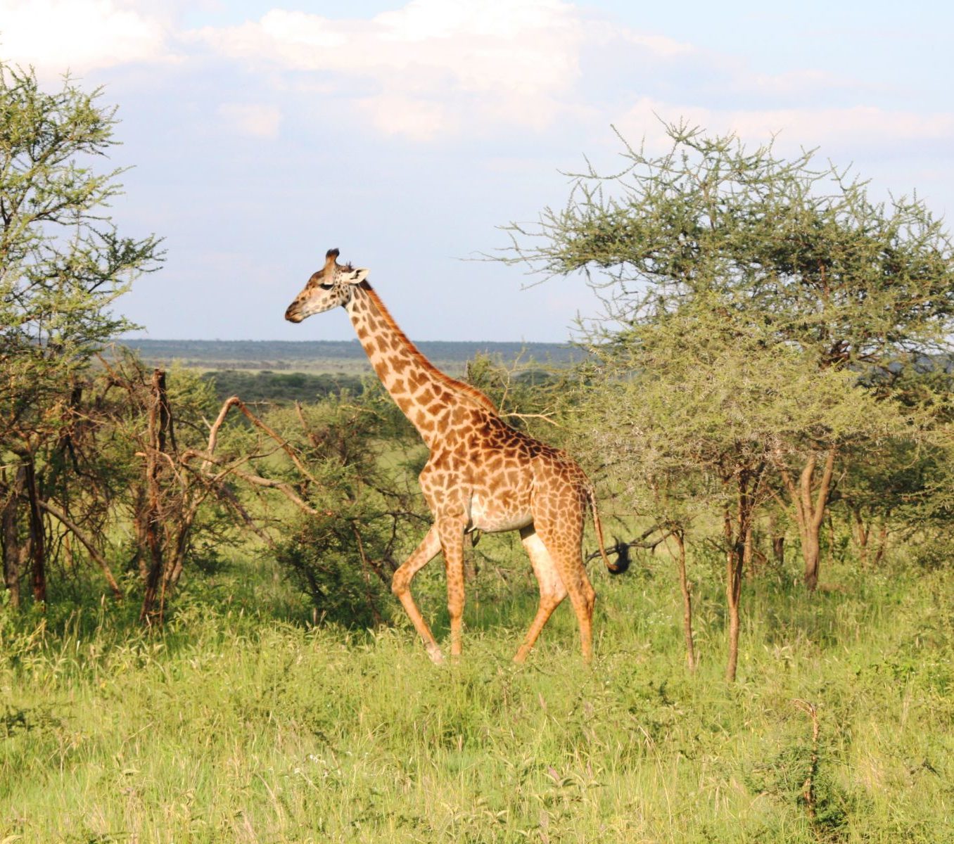 Rondreis Tanzania, Serengeti, Giraffe