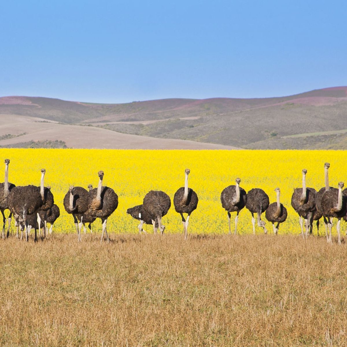 Rondreis Zuid-Afrika, Tuinroute Garden Route, Struisvogels