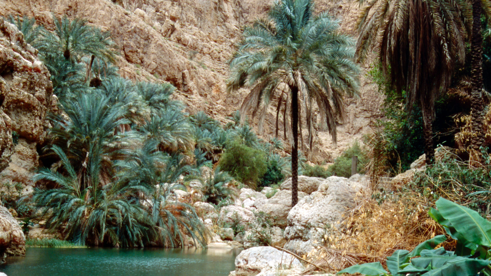 rondreis oman, wadi shab Oasis