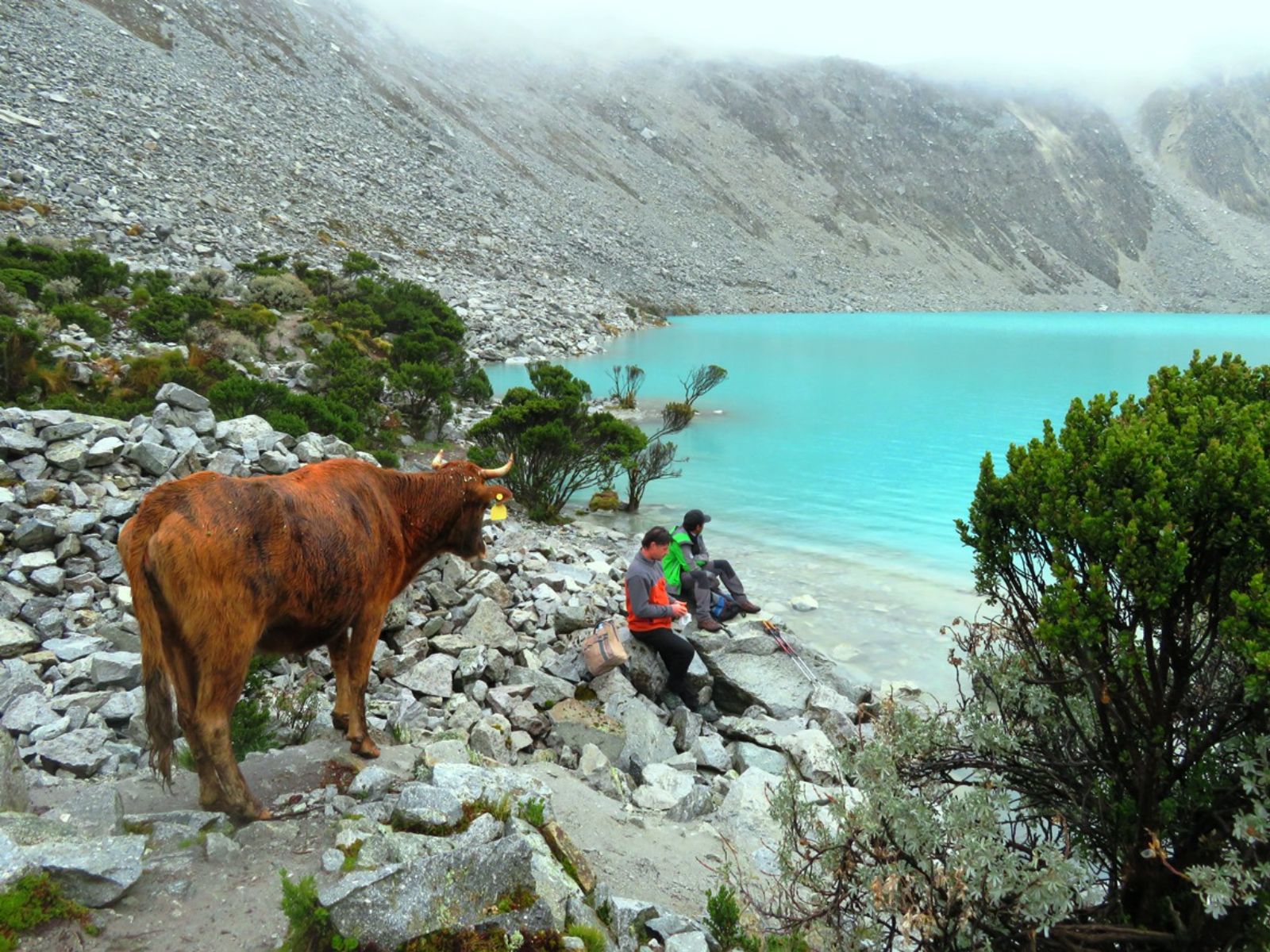 Rondreis Peru, Huaraz, wandelaars en een koe