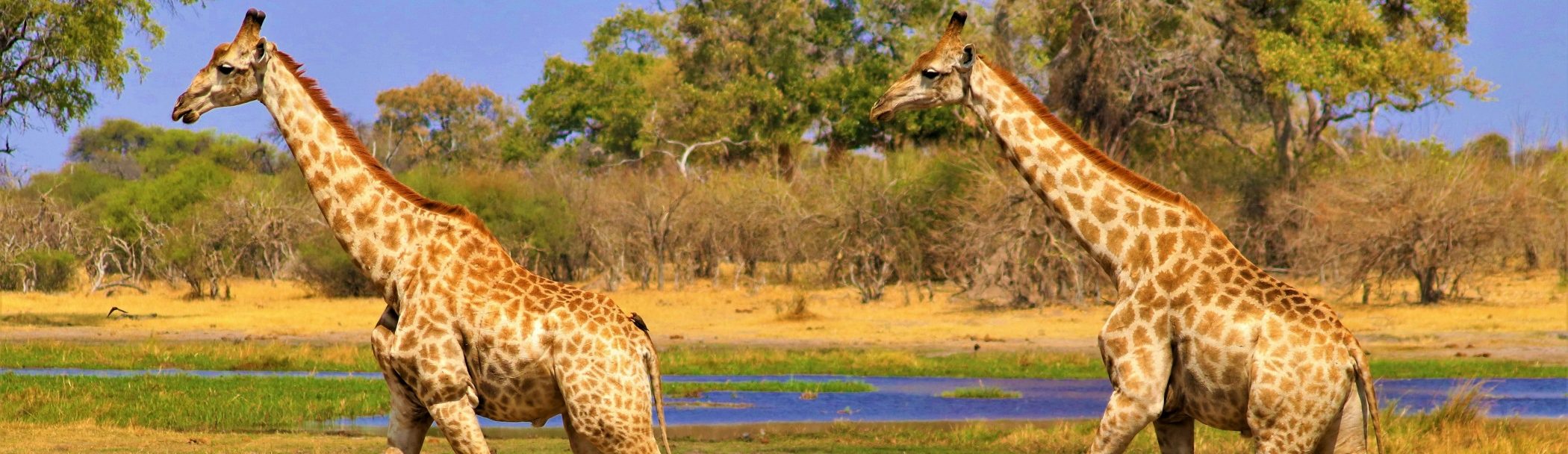 Rondreis Botswana, Okavango Delta, giraffen in het landschap, banner