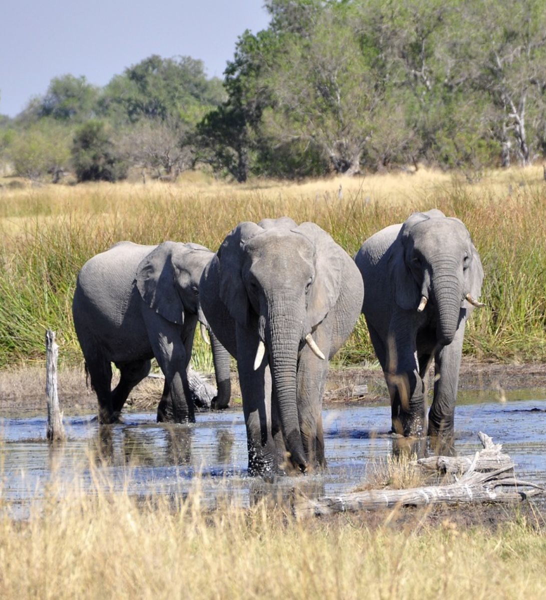 Rondreis Botswana, Okavango Delta, olifanten in het water