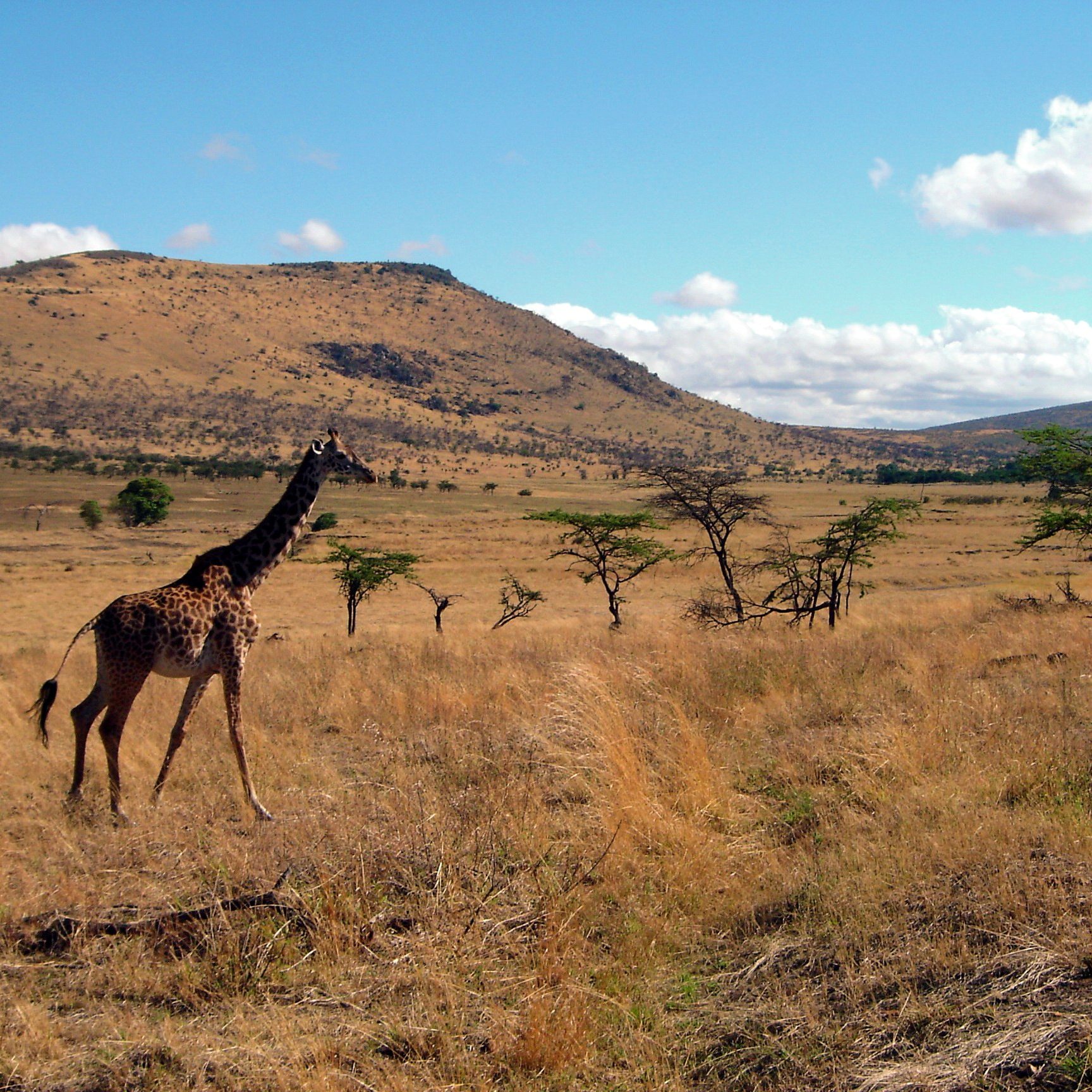 Rondreis-Tanzania-Giraf-aspect-ratio-282-282