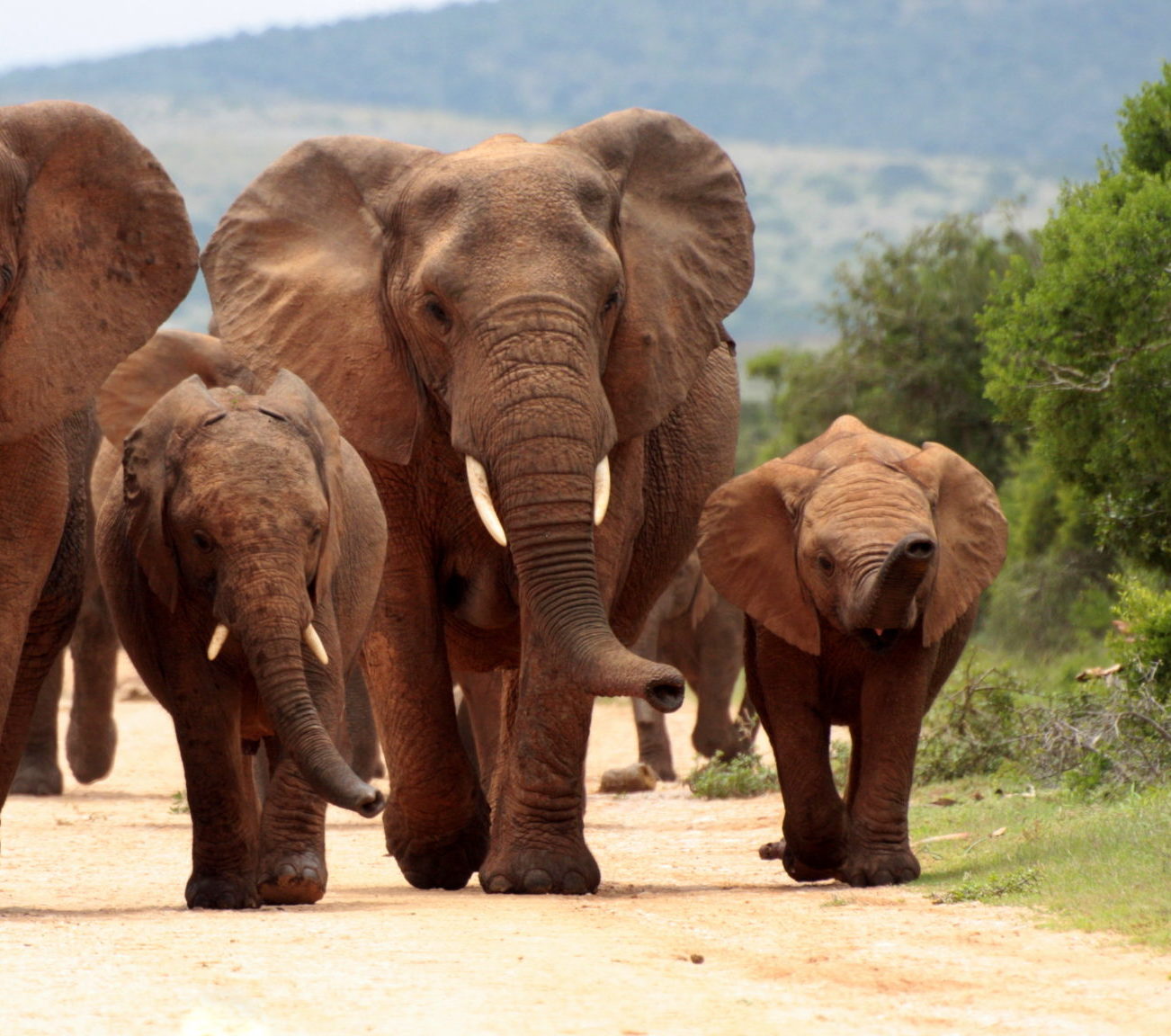 Rondreis-Zuid-Afrika-Addo-National-Park-groep-olifanten-lopen-op-een-weg
