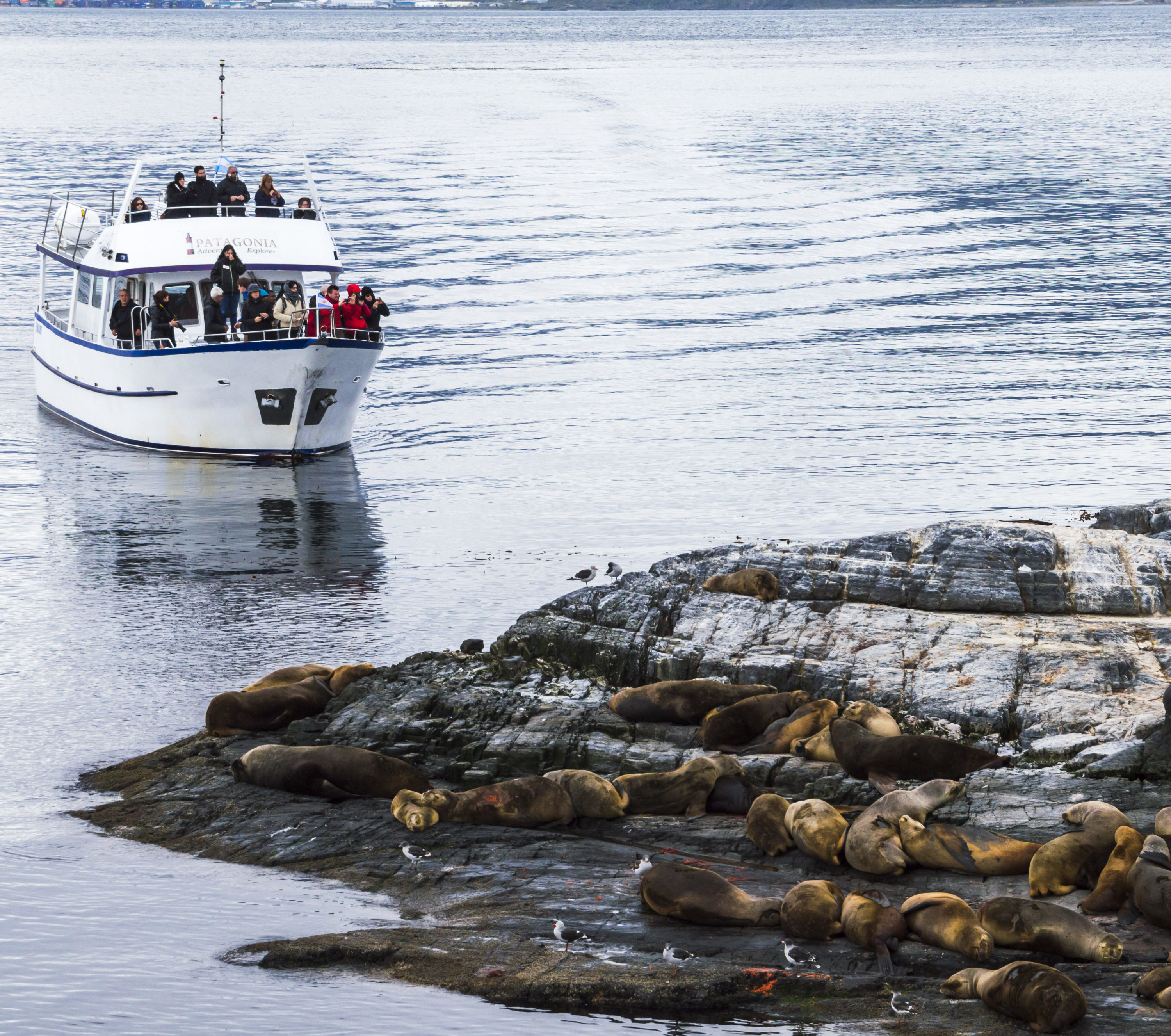 Argentinie-Ushuaia-boot-Excursie-zeehonden-3-scaled-aspect-ratio-382-420-scaled-aspect-ratio-565-500