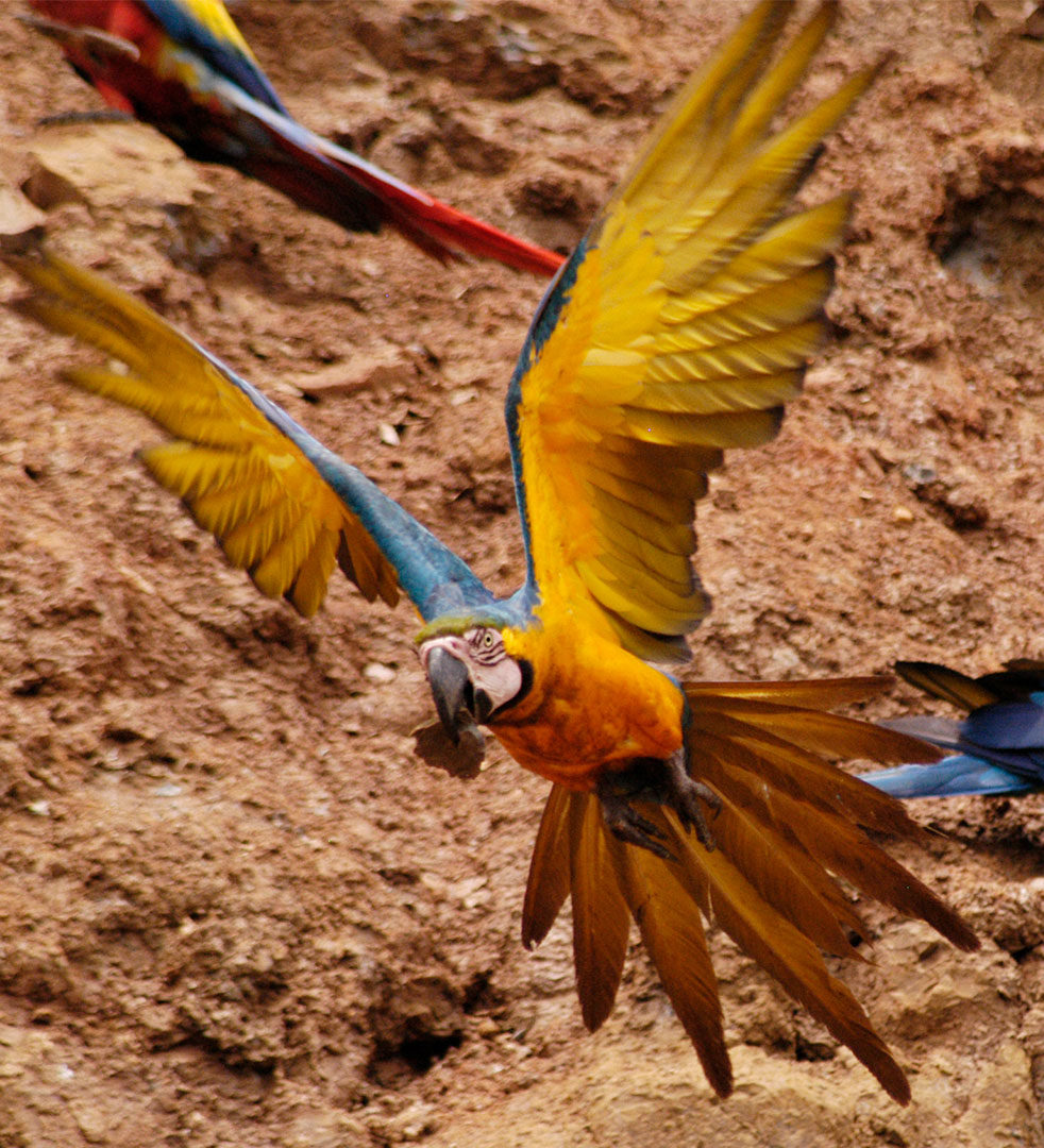 amazone jungle peru colorado clay lick
