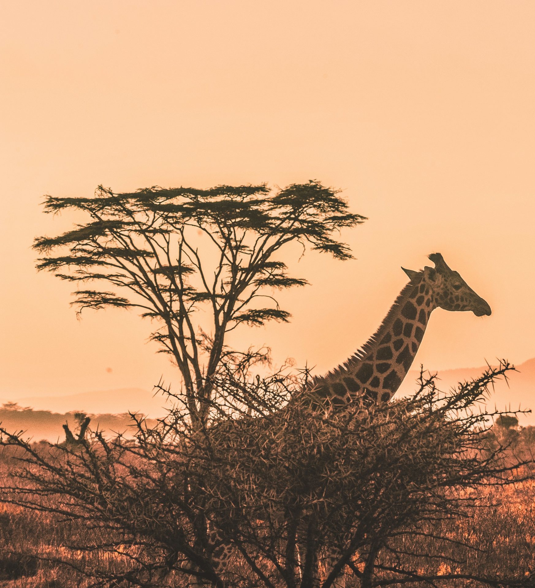 Rondreis Kenia, Serengeti National Park, giraffe