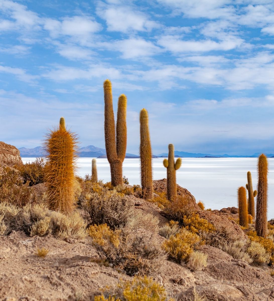 Rondreis Bolivia, Uyuni, zouvlaktes catussen met uitzicht op de bergen Rondreis Bolivia, Uyuni, zouvlaktes catussen met uitzicht op de bergen