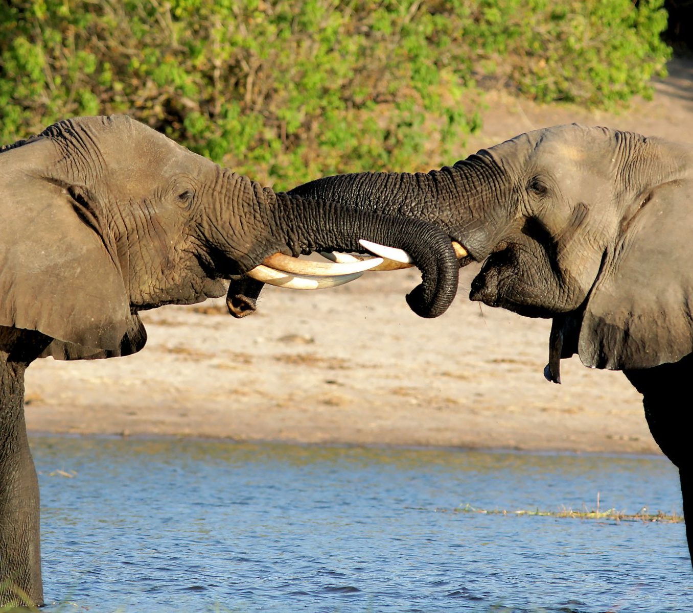 Rondreis Botswana, Kasane, twee olifanten in het water met slurfen aan elkaar