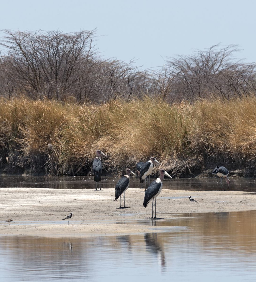 Rondreis Botswana, Nata, Marabou storks op de Nata rivier in de Nata Rondreis Botswana, Nata, Marabou storks op de Nata rivier in de Nata