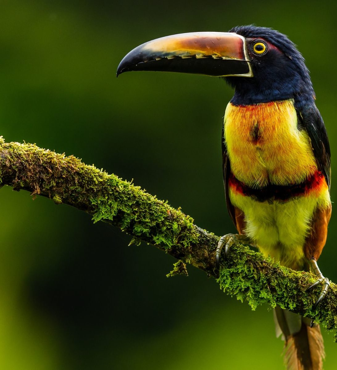 Rondreis Costa Rica, Boca Tapada vogel