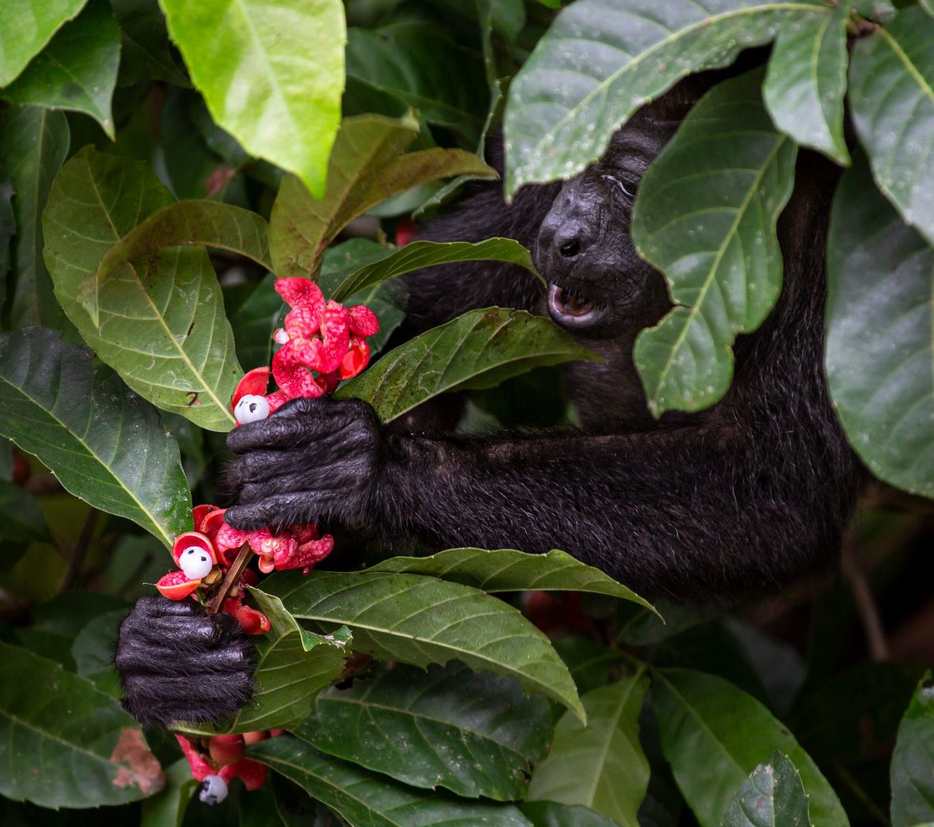 Rondreis Costa Rica, Cano Negro, Brulaap