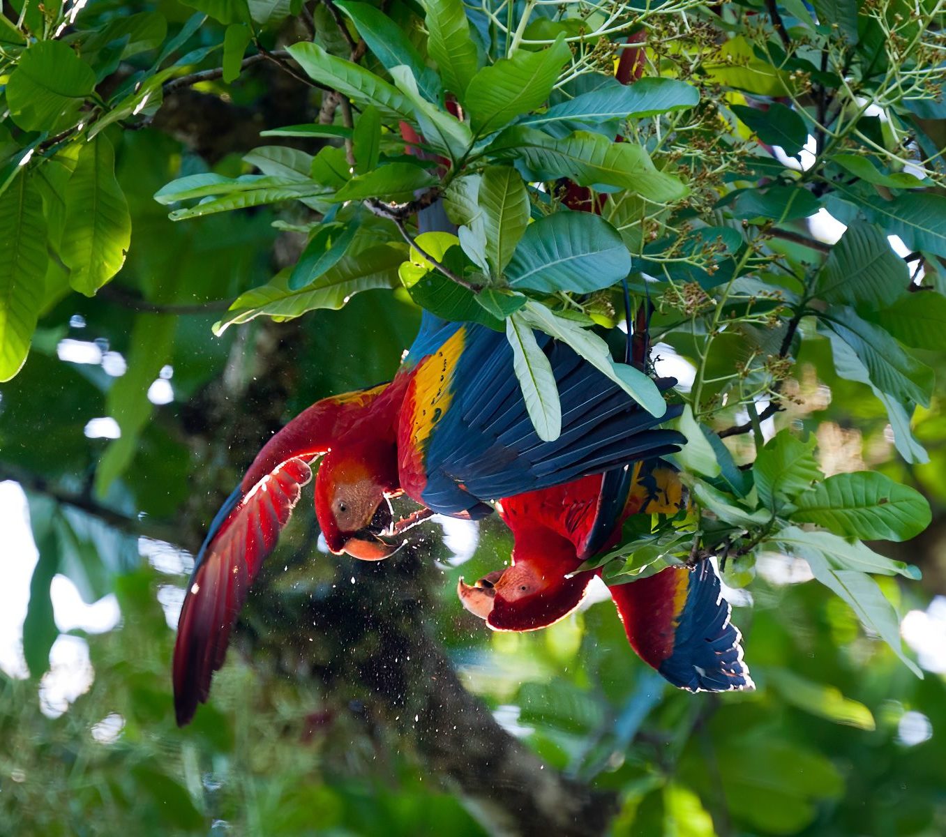 Rondreis Costa Rica, Carara NP, Macaws in een boom