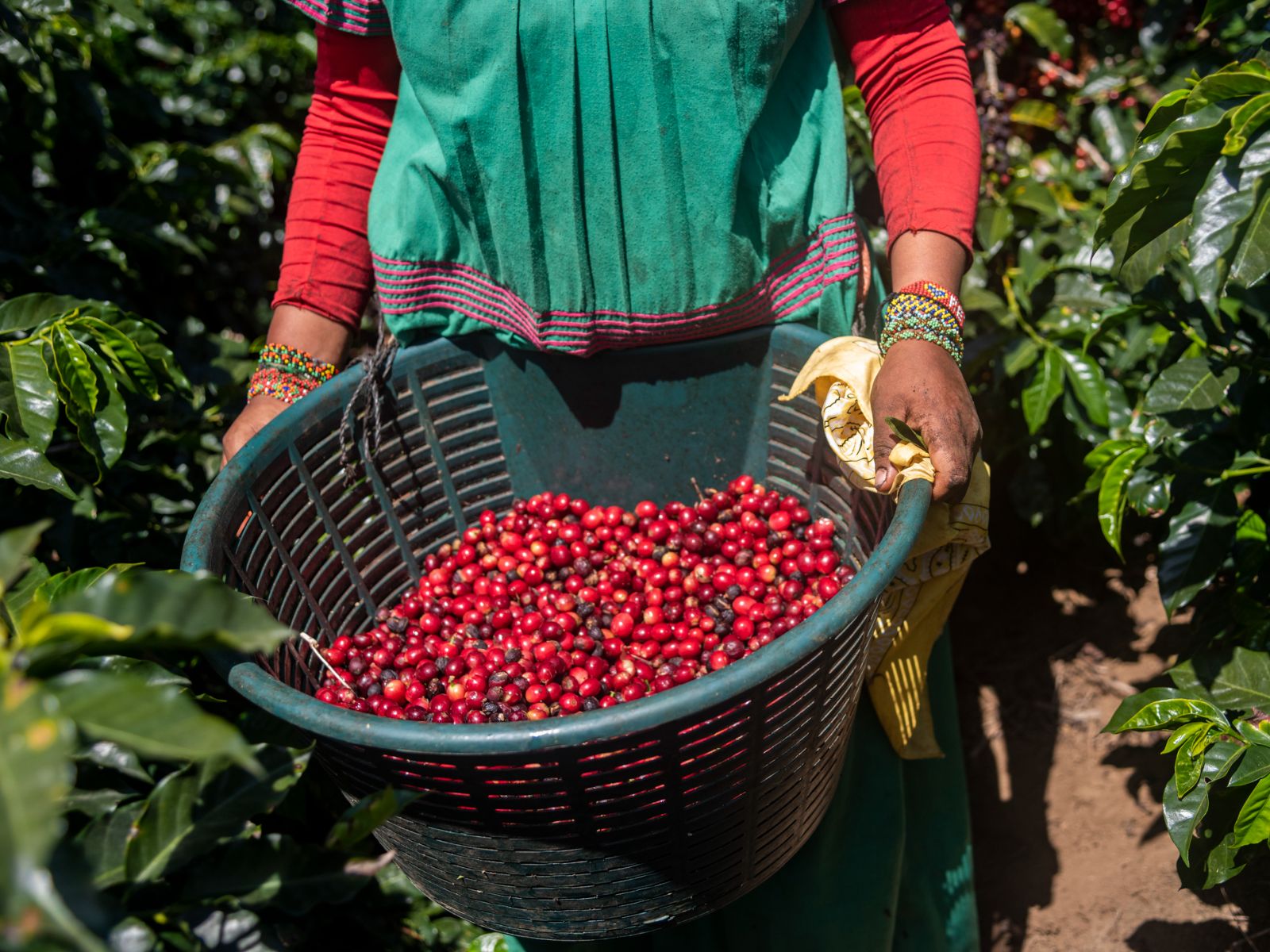 Rondreis Costa Rica, Naranjo, inheemse vrouw in traditionele kleren met koffie oogst in een mand