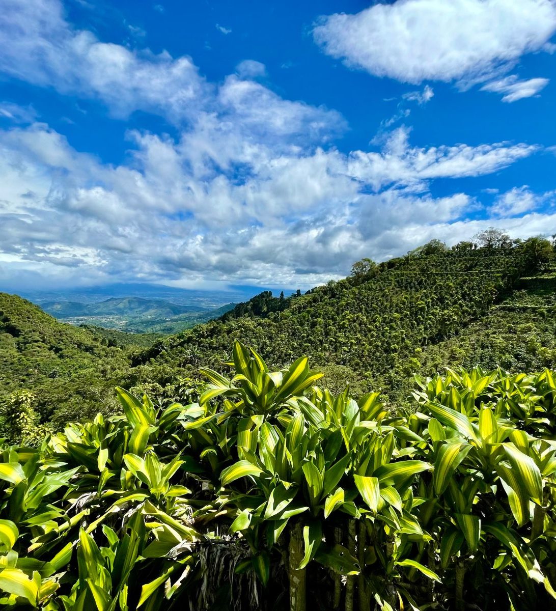 Rondreis Costa Rica, Naranjo, koffieplantage aan de westkust