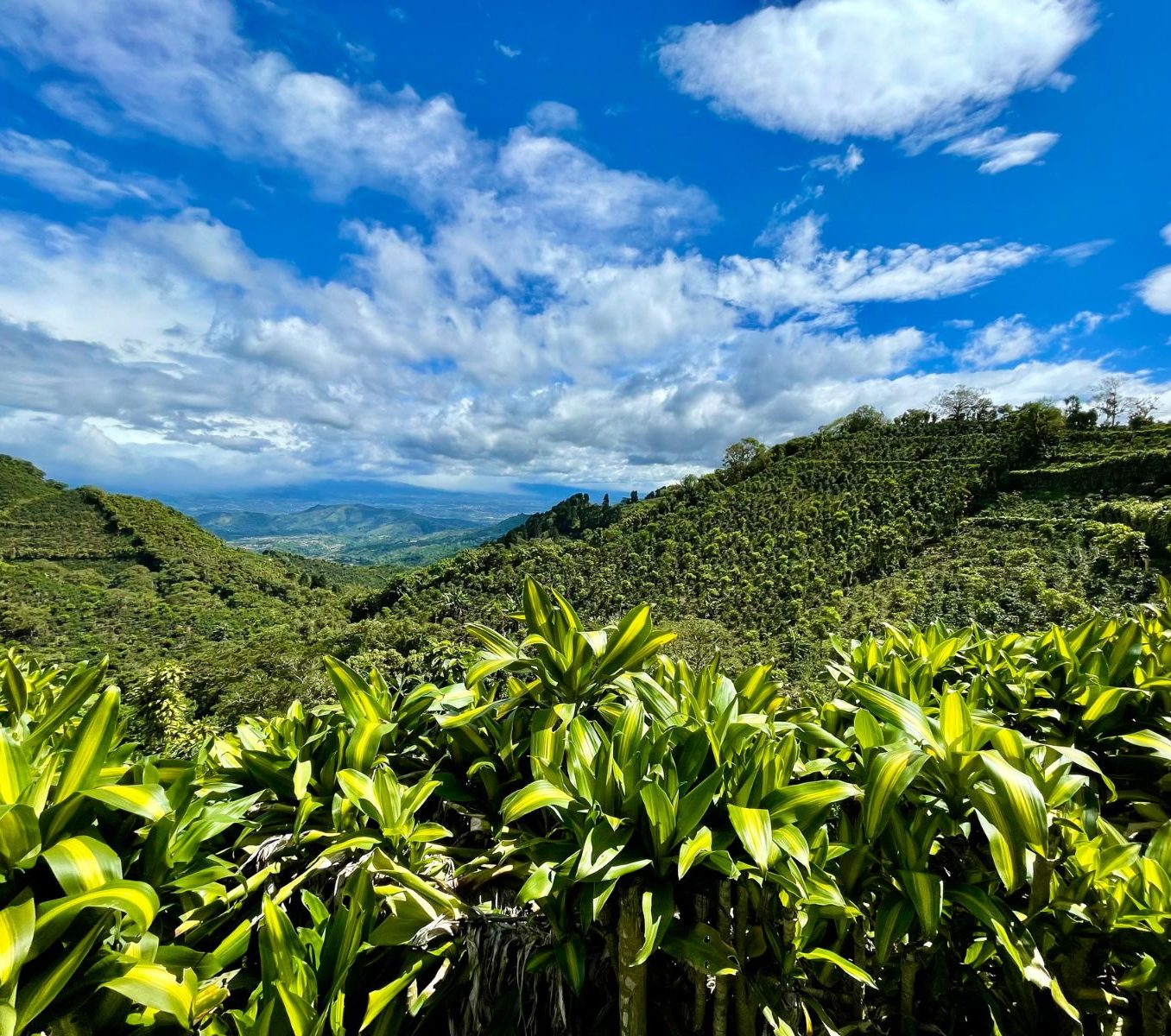 Rondreis Costa Rica, Naranjo, koffieplantage aan de westkust