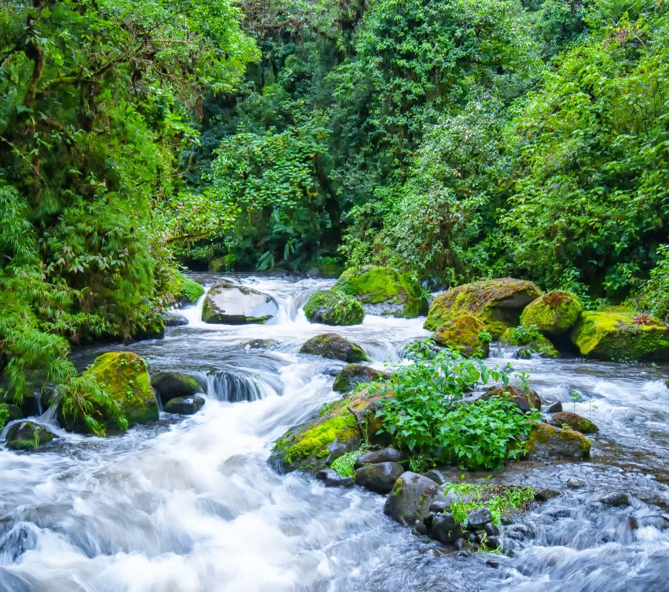 Rondreis Costa Rica, San Gerardo de Dota, Rio Savegre