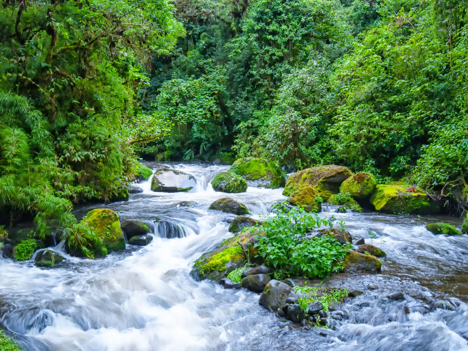 Rondreis Costa Rica, San Gerardo de Dota, Rio Savegre