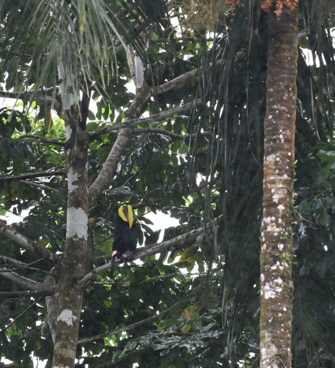 Rondreis Costa Rica, Sarapiqui, vogel in bomen