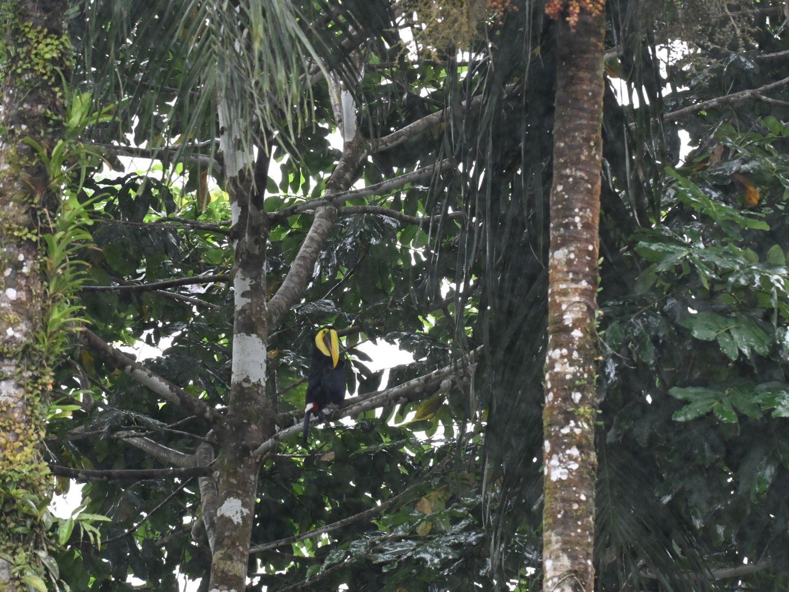Rondreis Costa Rica, Sarapiqui, vogel in bomen