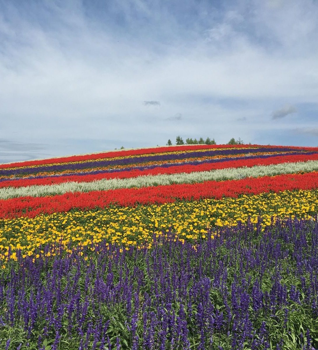 Rondreis Japan Furano, bloemenvelden