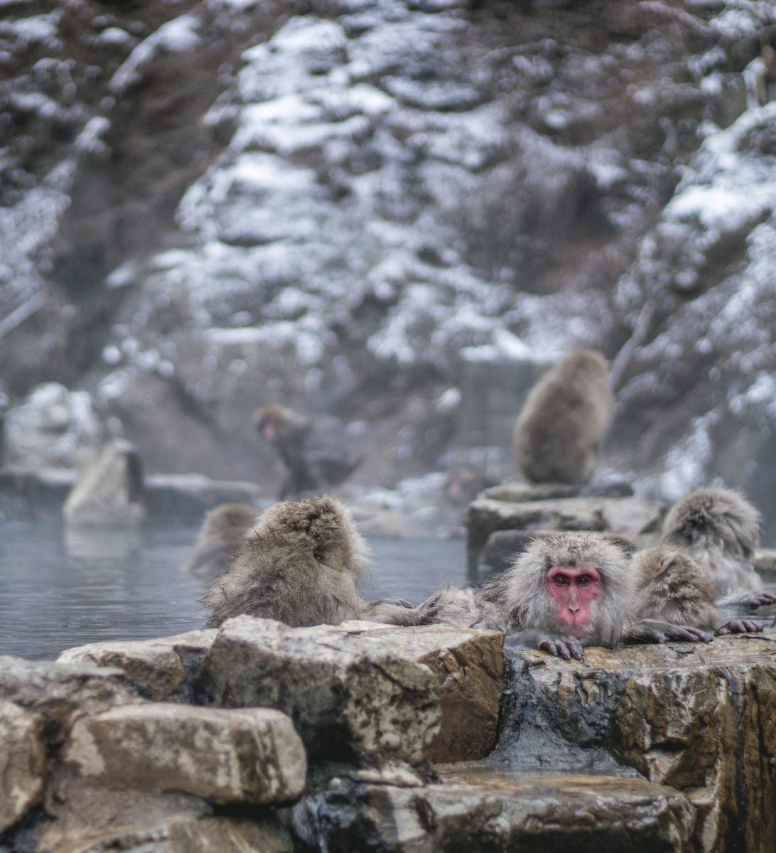 Rondreis Japan, Yudanaka Onsen, Japanse sneeuwapen