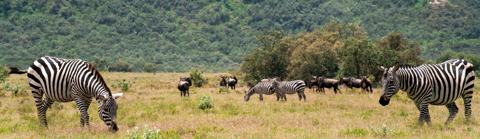 Rondreis Kenia, Hells Gate, Hells Gate National Park met zebra's