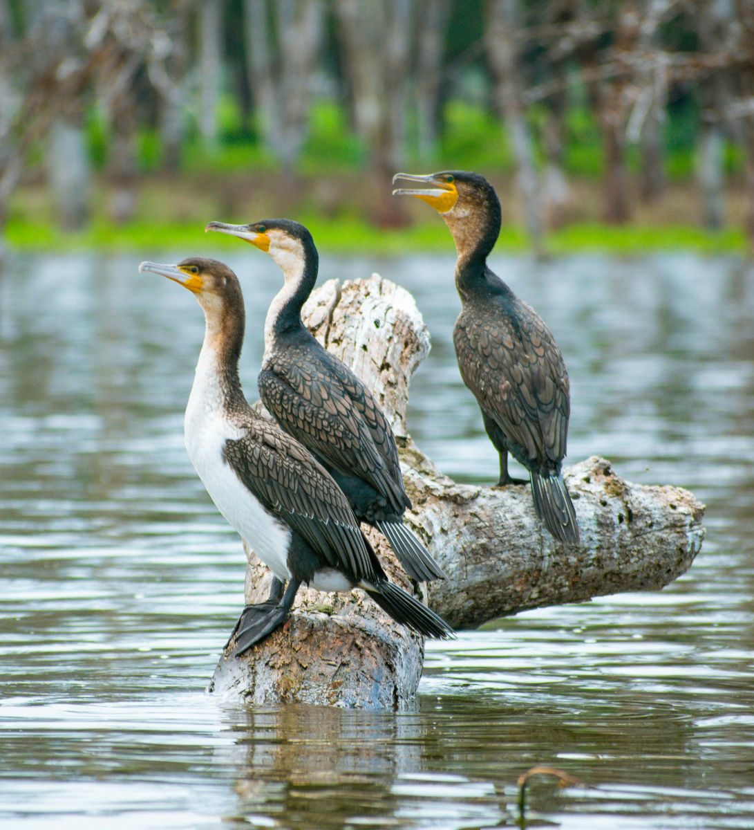 Rondreis Kenia, Lake Naivasha, vogels op boomstronk