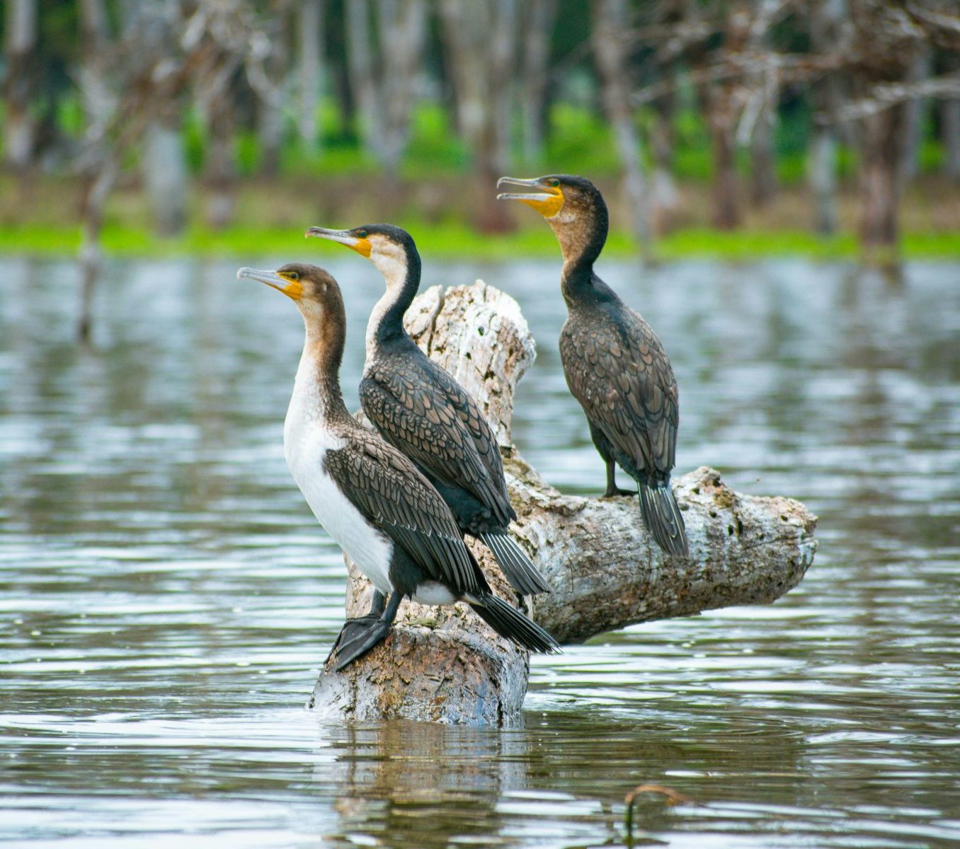Rondreis Kenia, Lake Naivasha, vogels op boomstronk