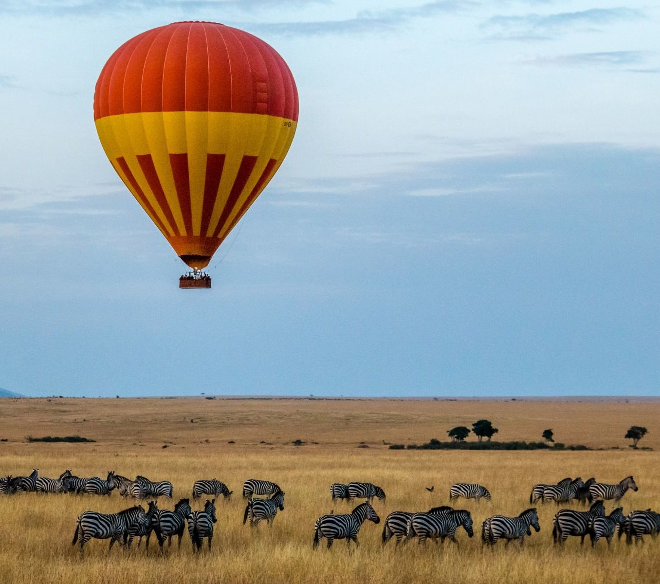 Rondreis Kenia, Masai Mara, groep zebra's met luchtballon