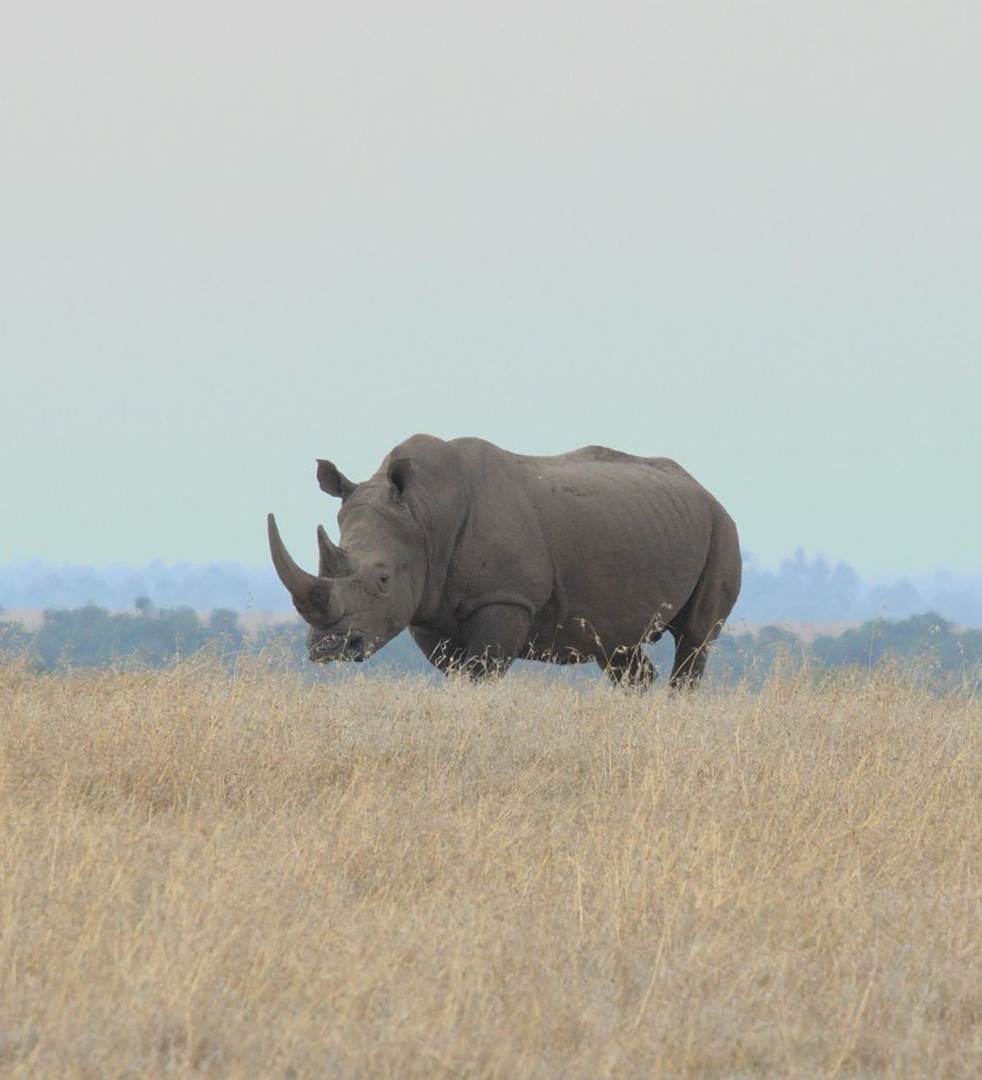 Rondreis Kenia, Nanyuki, Neushoorn in vallei