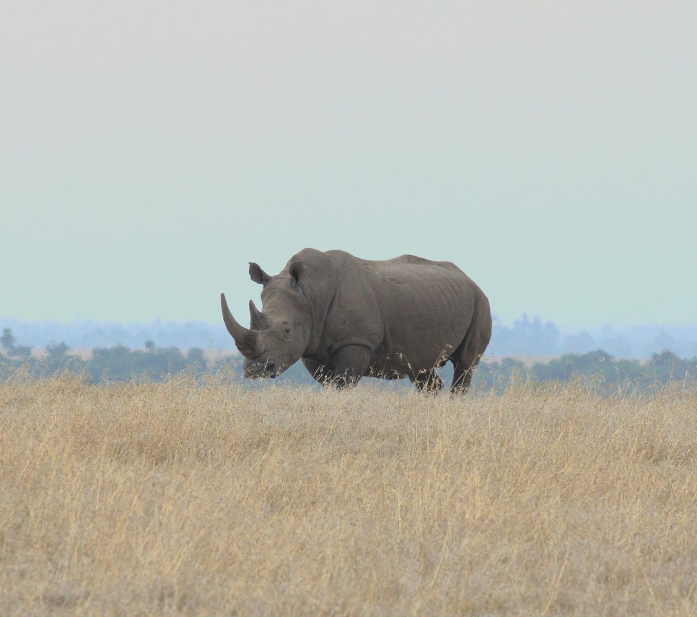 Rondreis Kenia, Nanyuki, Neushoorn in vallei