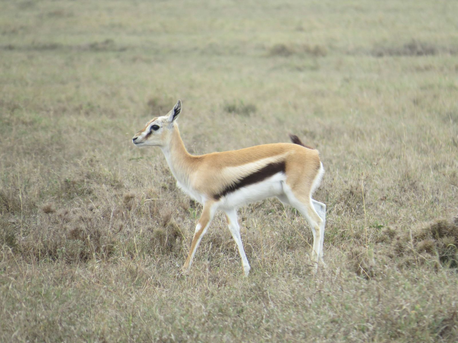Rondreis Kenia, Ol Pejeta, Anteloppe