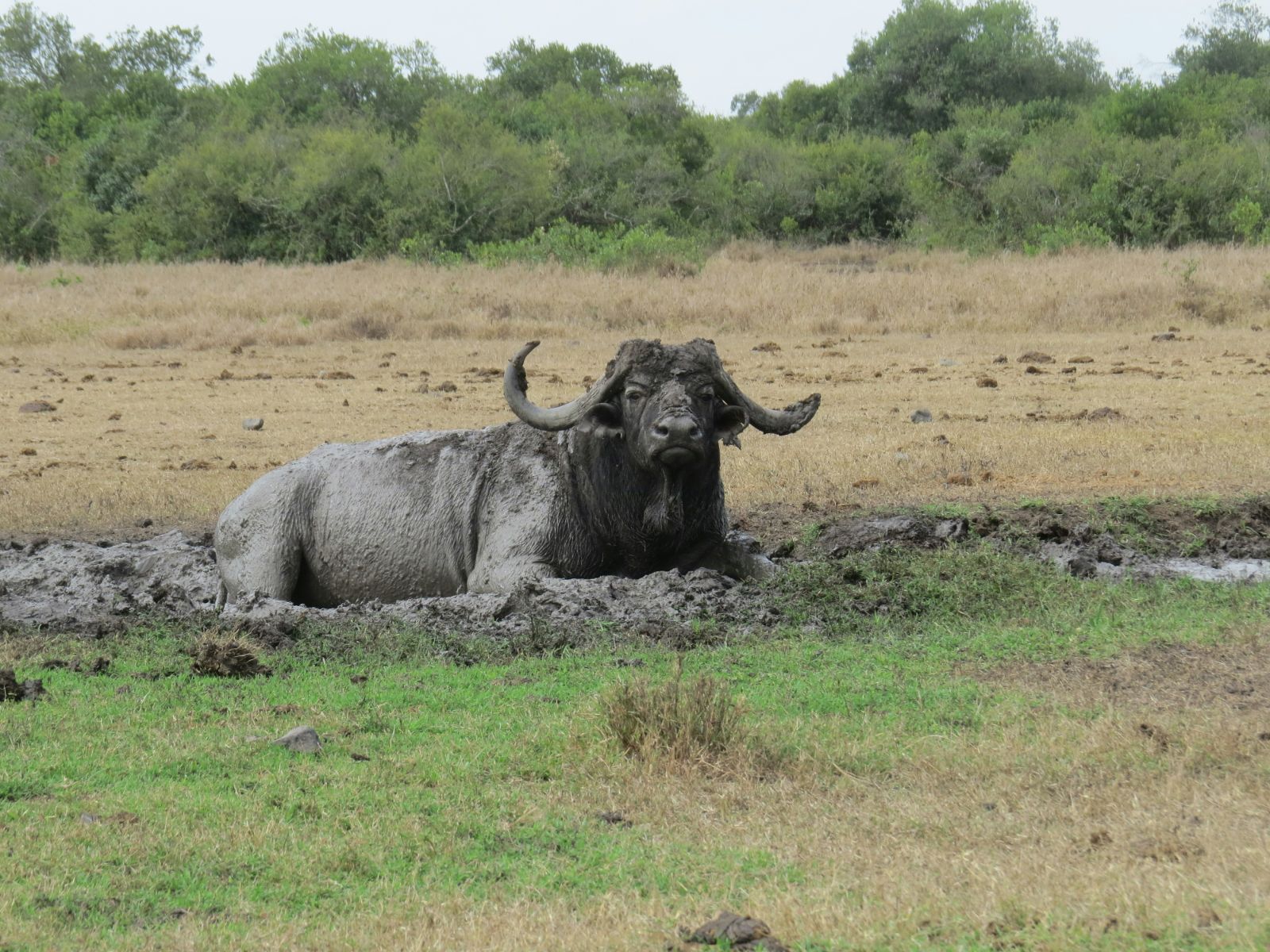 Rondreis Kenia, Ol Pejeta, Buffel