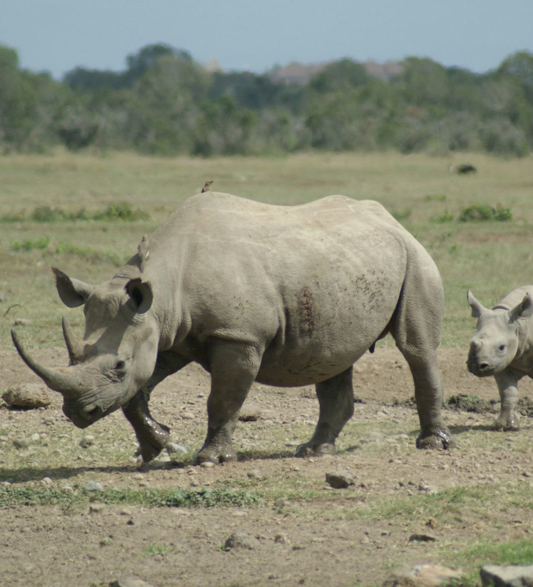 Rondreis Kenia, Ol Pejeta, neushoorn met jong Rondreis Kenia, Ol Pejeta, neushoorn met jong