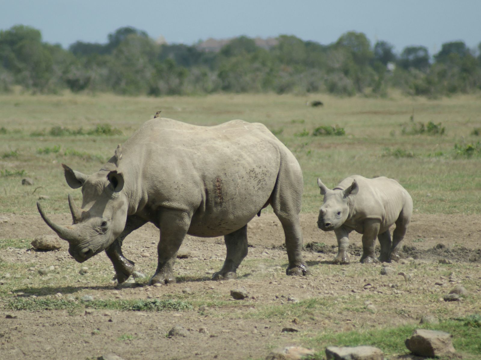 Rondreis Kenia, Ol Pejeta, neushoorn met jong
