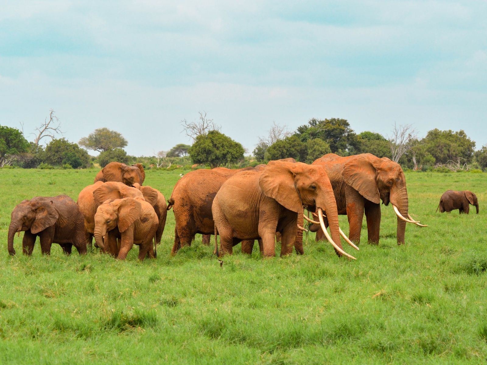 Rondreis Kenia, Tsavo NP, kudde olifanten