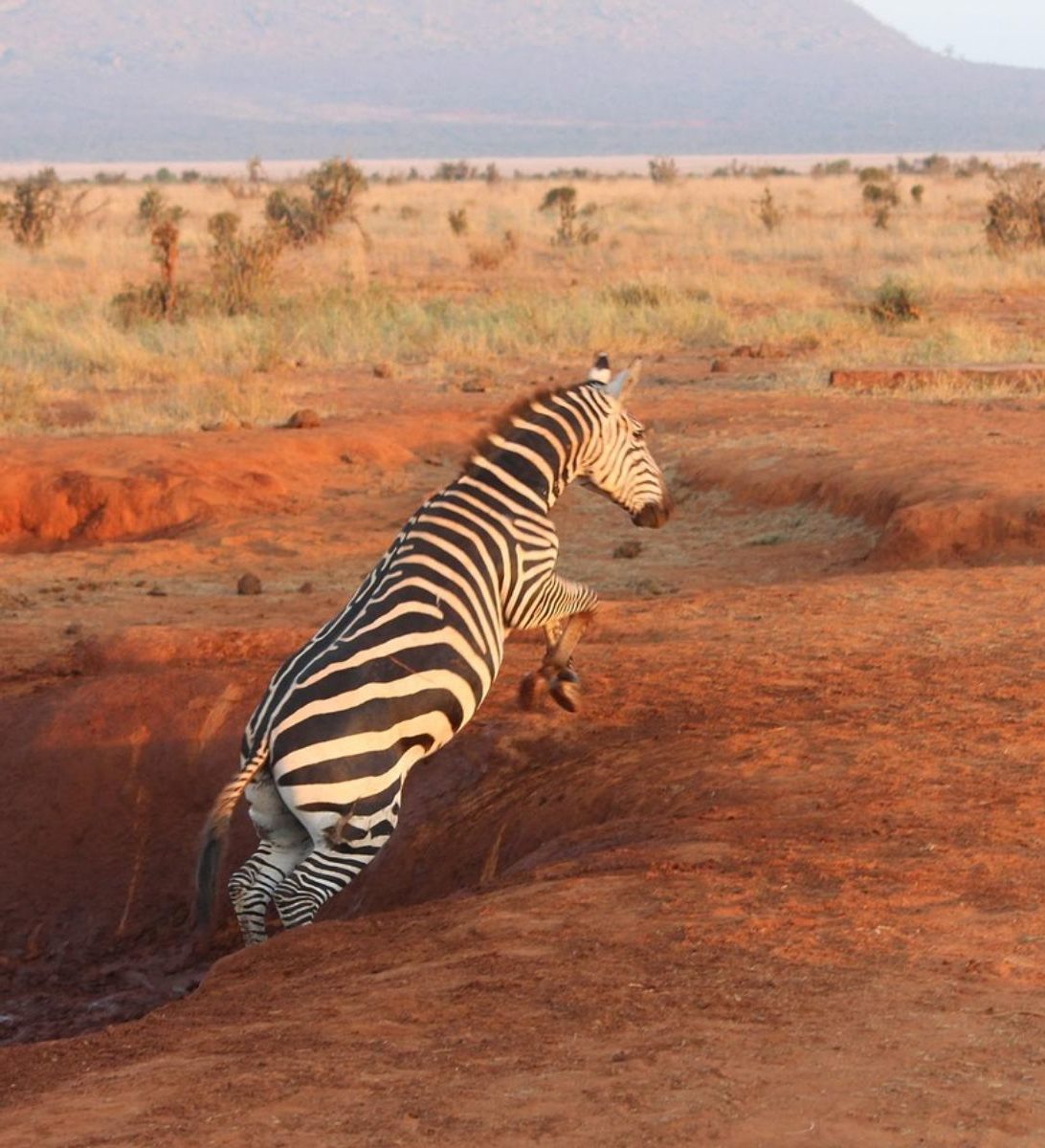 Rondreis Kenia, Tsavo NP, springende zebra
