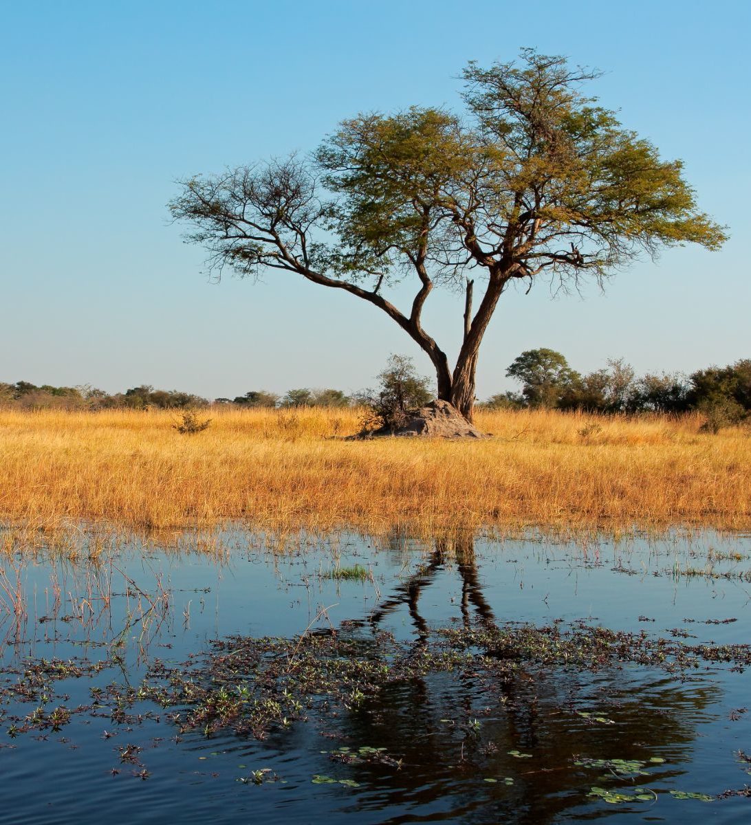 Rondreis Namibië, Caprivi, boom reflecteert in de rivier